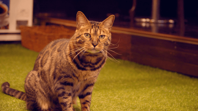 Cat sitting on artificial grass indoors