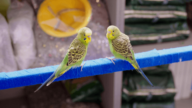 Colorful parrots perched on blue bar stand