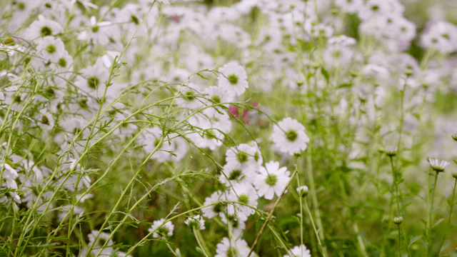 Field of white daisies in full bloom