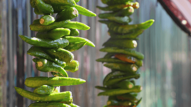Green peppers hanging in the sunlight
