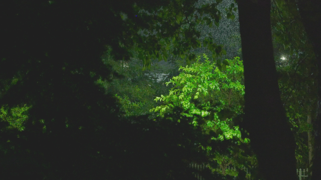 Rain in the dark night forest