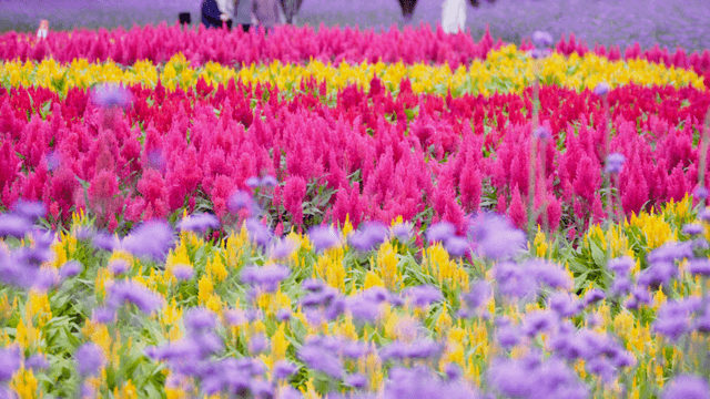 Visitors observing vibrant rows of pink and yellow flowers in a flower field