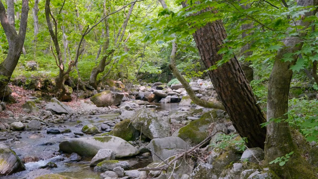 A tranquil forest stream with rocks