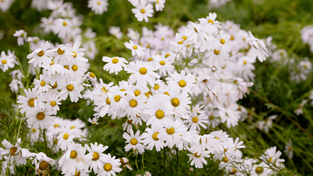 White daisies blooming in a green field