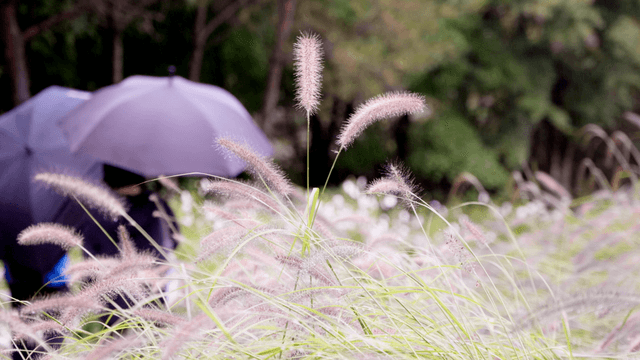 Visitors with umbrellas walking through tall summer grasses
