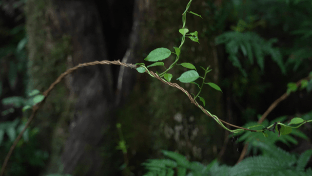 Vines growing in dense forest