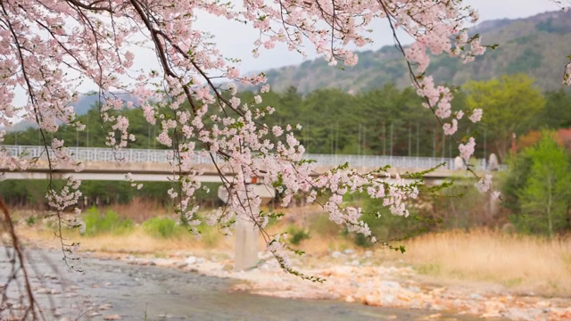 Cherry blossoms by a riverside bridge