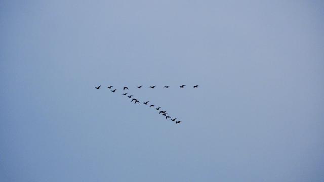 광활한 하늘을 대형을 지어 나는 새 떼