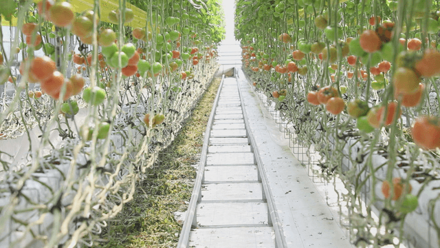 Greenhouse where tomatoes of all colors are growing