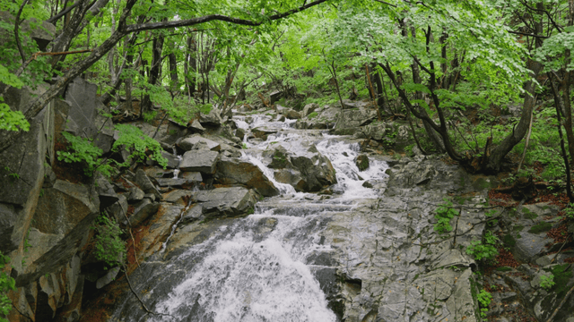 Calm waterfall flowing through dense forest