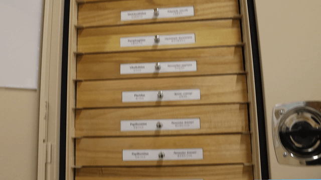 곤충 라벨이 붙은 나무 서랍