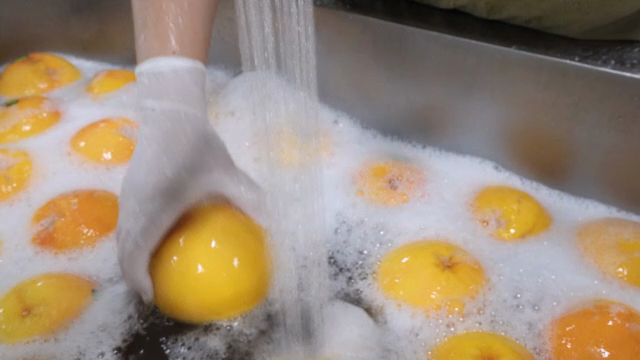 Washing grapefruits under running water