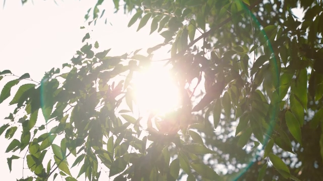 Sunlight filtering through green leaves