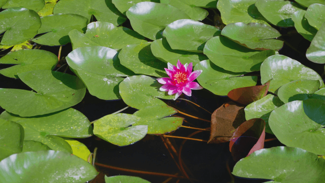 Vivid pink water lily among green leaves
