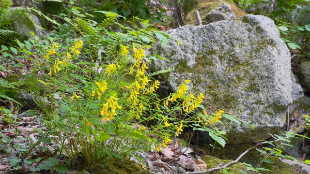 Yellow wildflowers in a forest setting