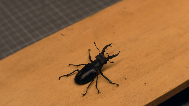 Stag beetle on a wooden surface