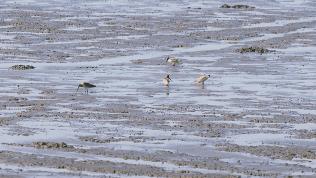 진흙 습지에서 물속에서 먹이를 찾는 새들
