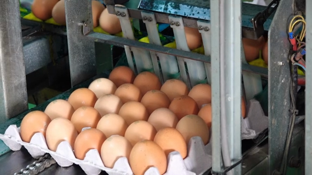 Eggs being processed on a conveyor belt