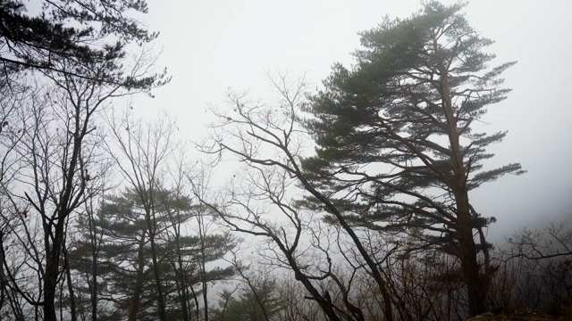 Foggy forest with tall pine trees