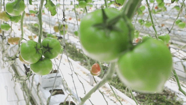 Green tomatoes growing in a greenhouse