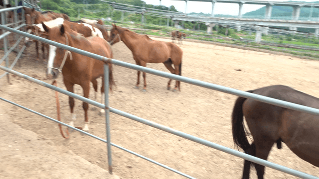 농장의 울타리 안에 있는 말들