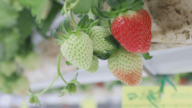 Ripening strawberries hanging on a vine