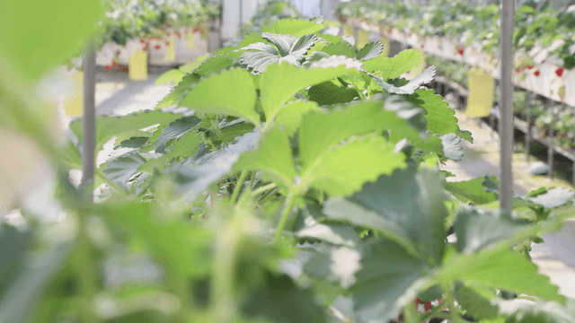 Greenhouse with vibrant green plants