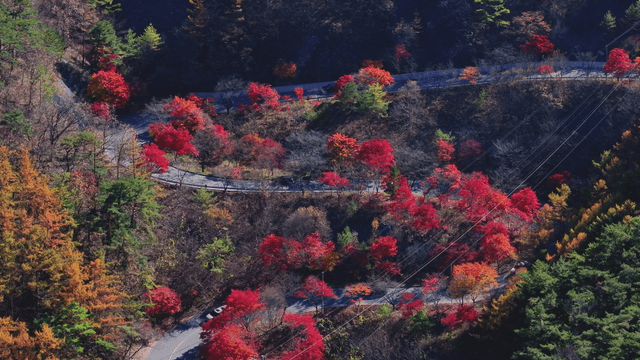 Winding road through vibrant autumn forest