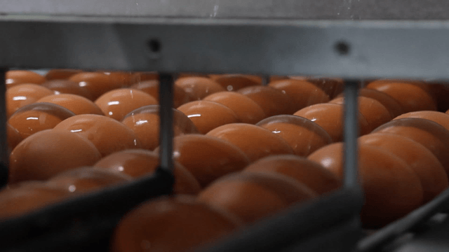 Eggs being washed on factory conveyor belt