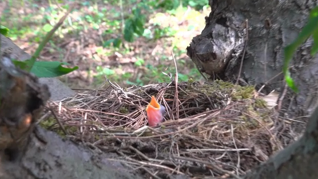 A chick in a nest on a tree branch