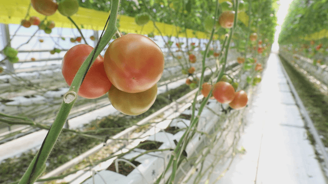 Tomatoes growing in a greenhouse