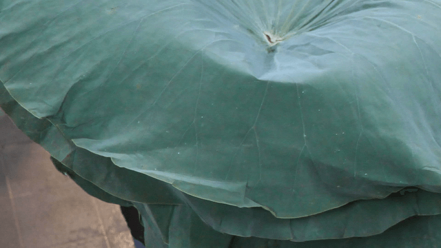 Person holding a large lotus leaf