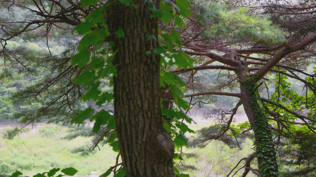 Trees swaying in forest breeze