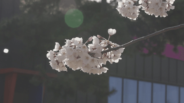 Cherry blossoms blooming under spring sunlight