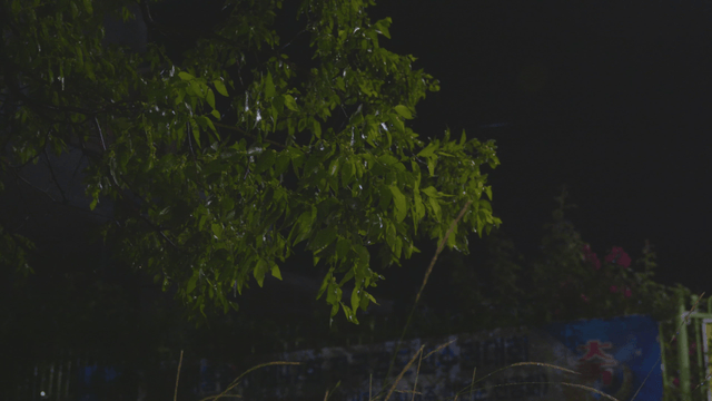 Tree with green leaves at night