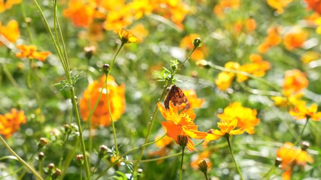 Butterfly resting on vibrant orange flowers