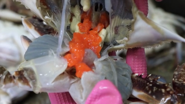 Crab with roe being prepared