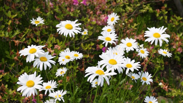Daisies blooming in a vibrant garden