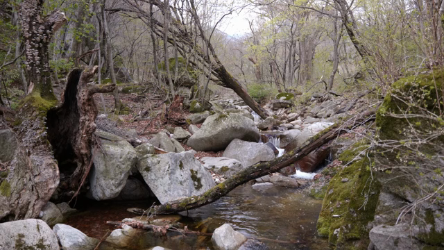 A serene forest with a flowing stream