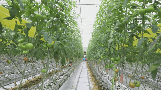 Greenhouse with rows of tomato plants