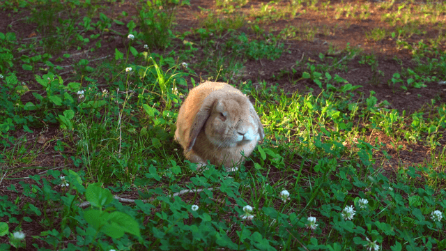 A rabbit eating grass in a sunny field