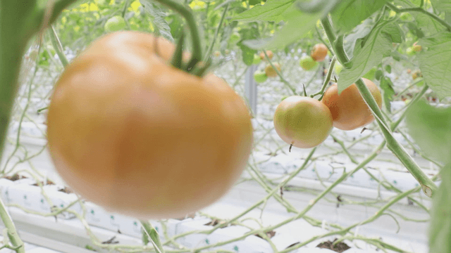 Tomatoes growing in a greenhouse