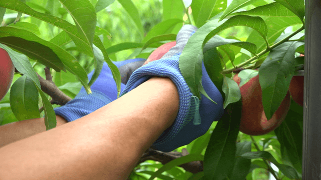 Peaches on a tree being harvested