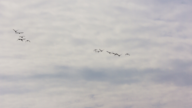 흐린 하늘을 나뉘어 나는 새 떼