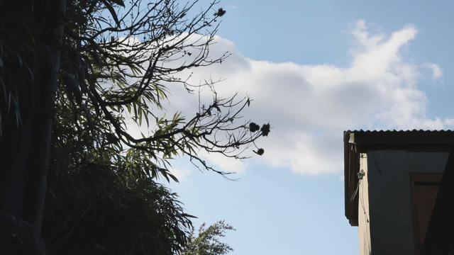 Tree branch against a blue sky