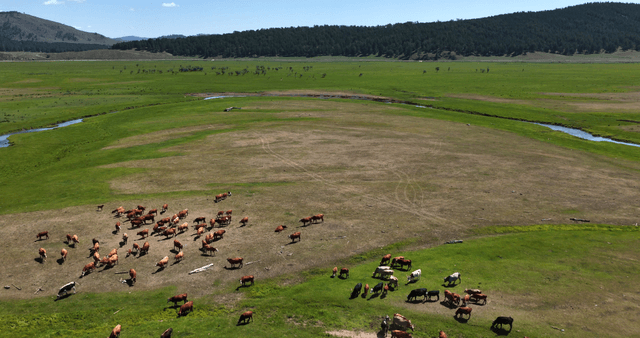 Cattle grazing on a vast green pasture