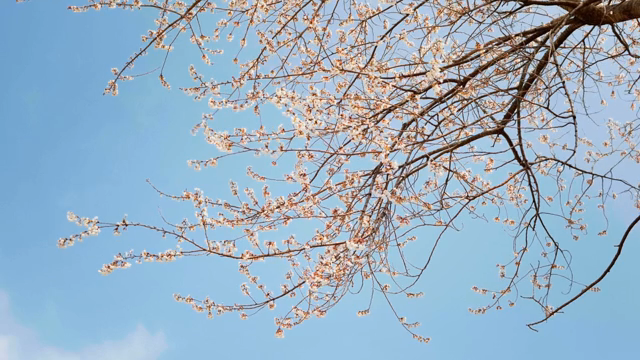Cherry blossoms blooming on tree branches