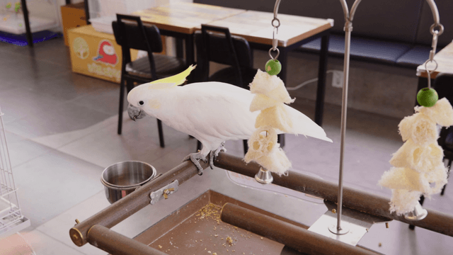 White cockatoo perched beside hanging toys in a pet cafe