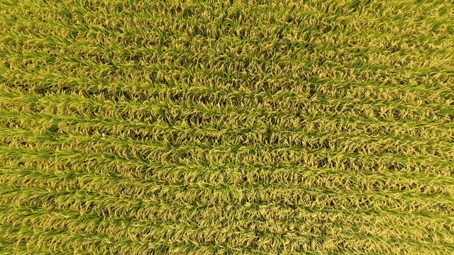 Vast rice fields in the countryside