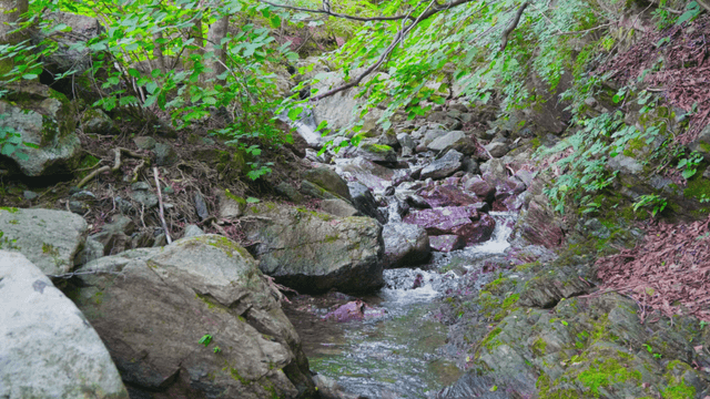 Quiet forest stream with rocks